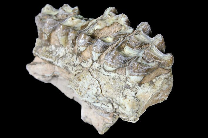 Oreodont (Merycoidodon) Jaw Section - South Dakota #128121